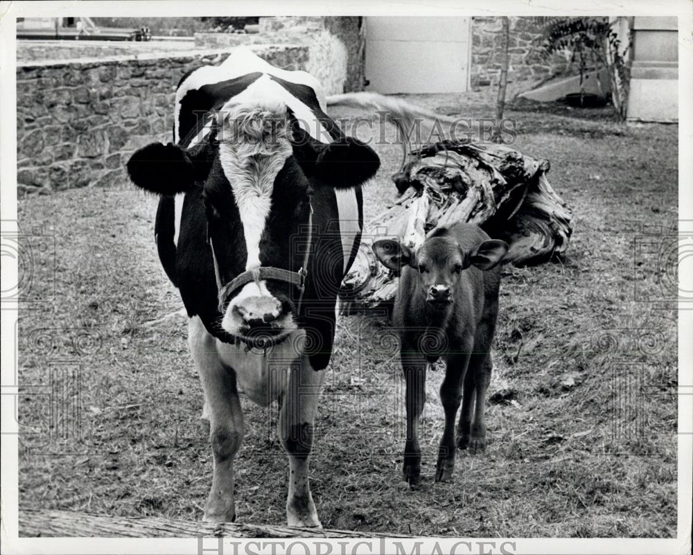 Press Photo Mother cow and calf on a farm - Historic Images