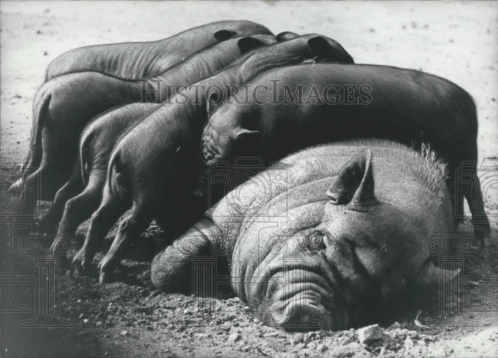 Press Photo Adult Hog Suckles Young - Historic Images