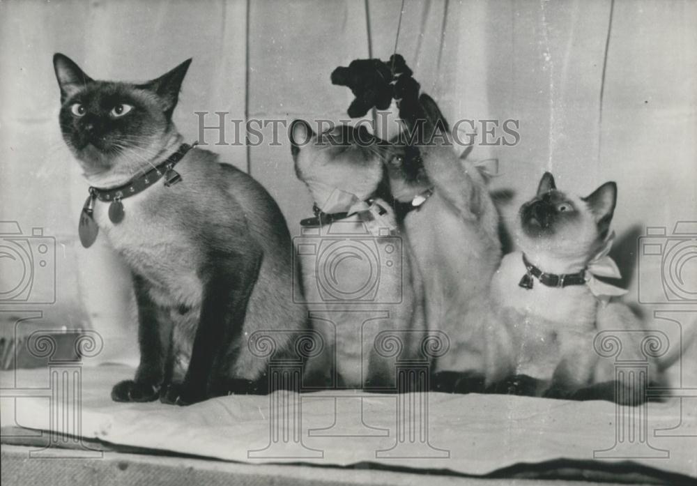 Press Photo Siamese Kittens Play At Annual Cat Show In Paris - Historic Images