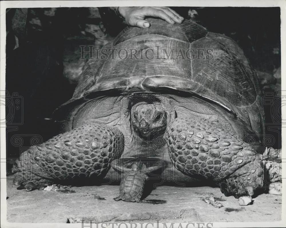 1961 Press Photo Tortoise, Bristol Zoo - Historic Images