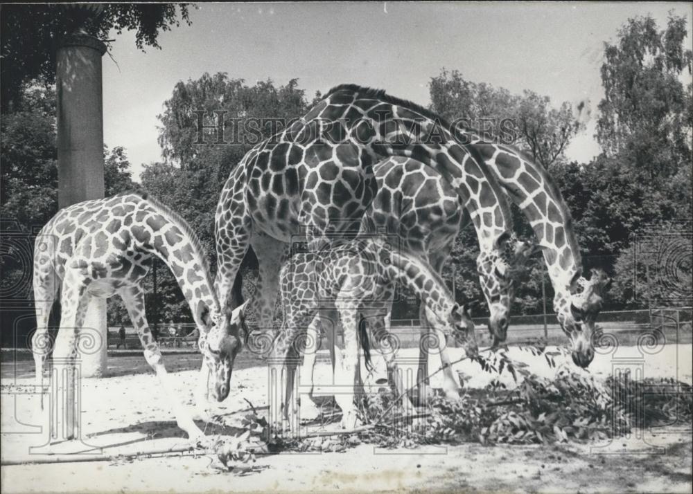 Press Photo Non English - Historic Images