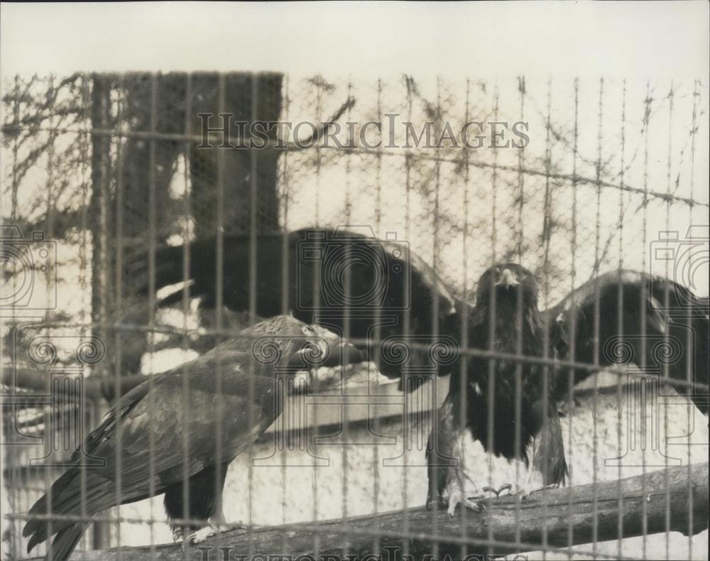 1965 Press Photo Goldie London Zoo Golden Eagle Captured After Escape Regent&#39;s - Historic Images