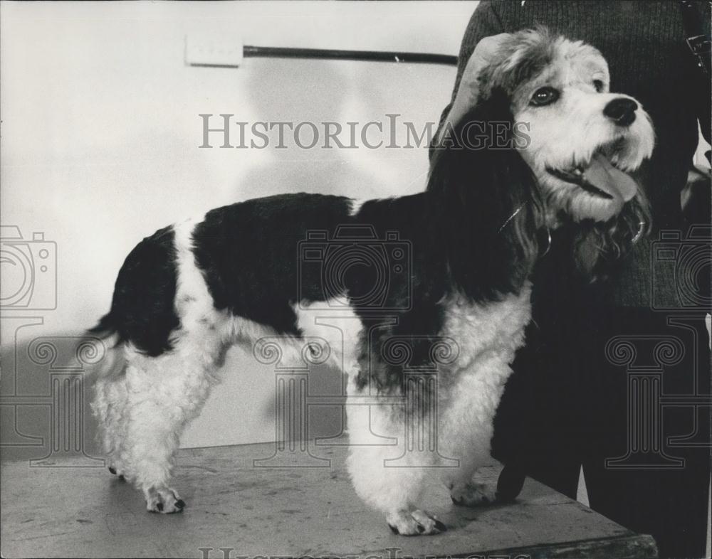 1972 Press Photo Birds &amp; Dogs audition at London Wechand&#39;s Station House - Historic Images