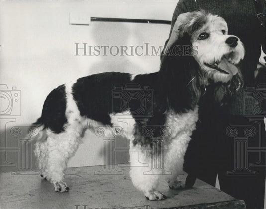 1972 Press Photo Birds & Dogs audition at London Wechand's Station House - Historic Images