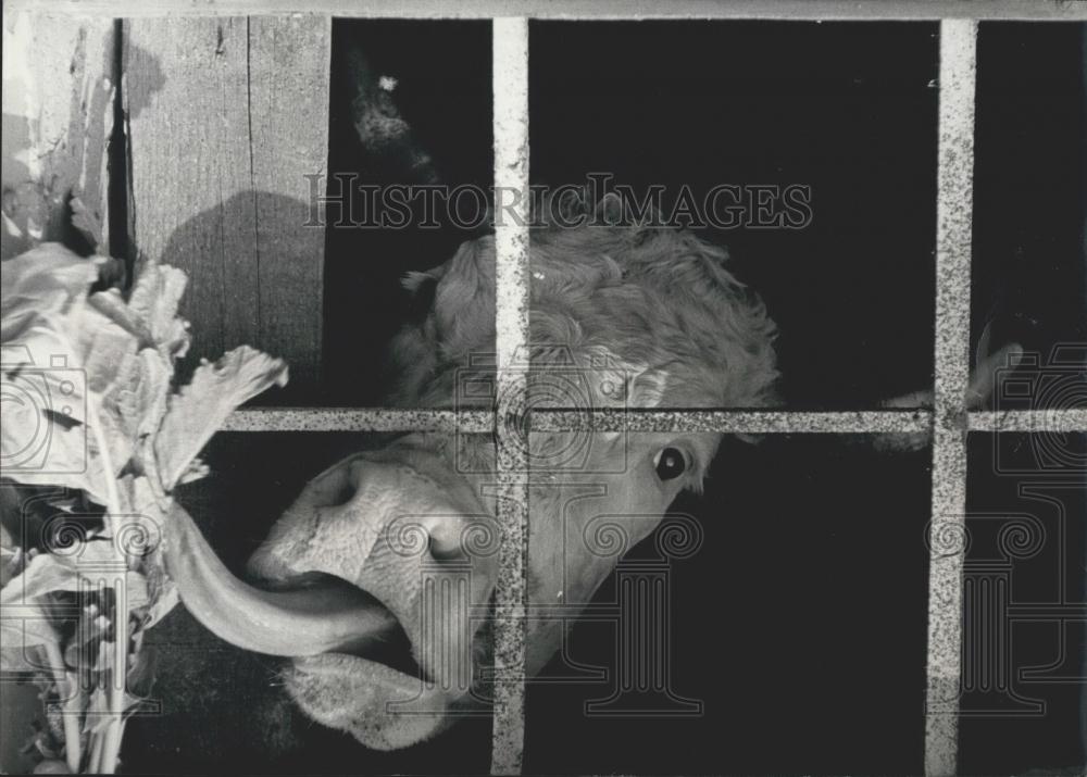 Press Photo Cow Licks At Lettuce Out Of Reach - Historic Images