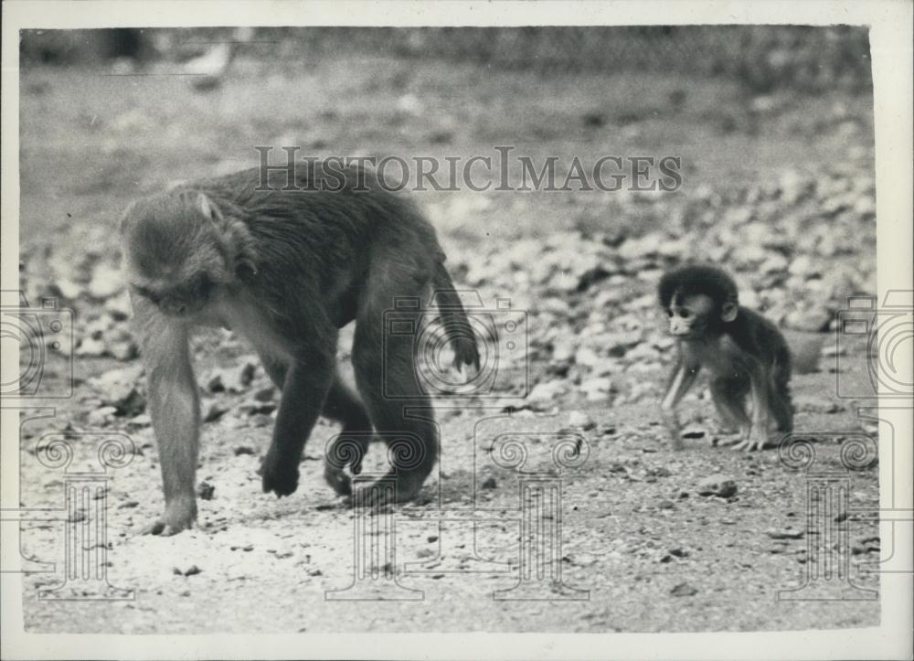Press Photo New Baby Rhesus Monkey at Whipsnade Zoo - Historic Images