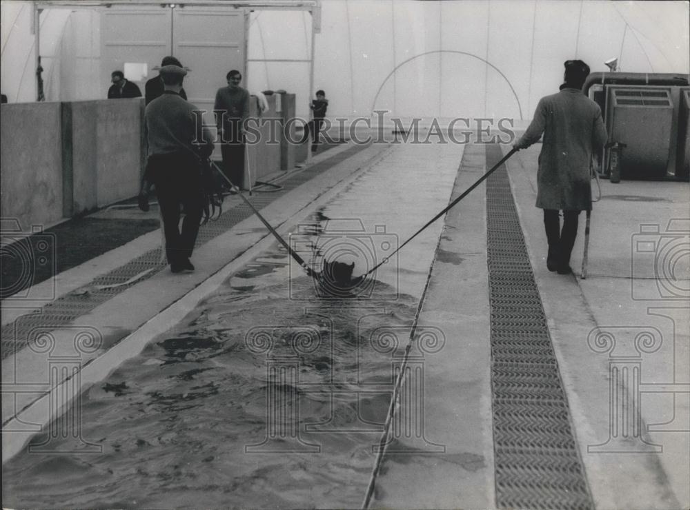 1970 Press Photo Unique Pool For Horses in Europe - Historic Images