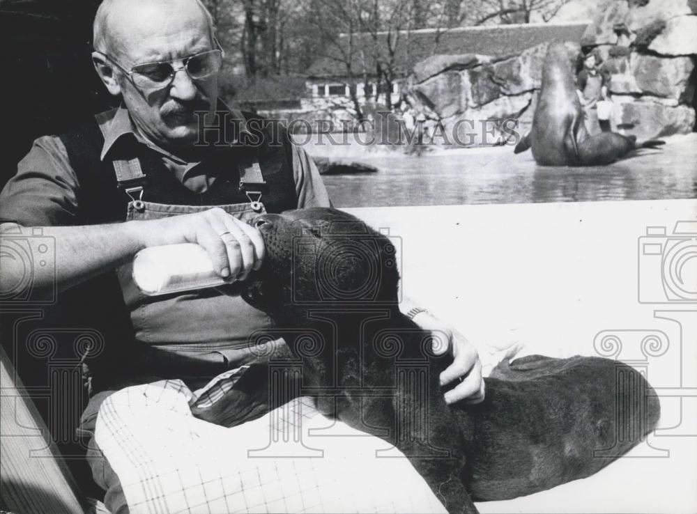 1974 Press Photo Baby Sea Elephant Fed By Keeper Berlin Zoo - Historic Images