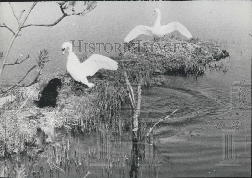 Press Photo Cocker Spaniel Invades Home Swans Bornholm Denmark - Historic Images