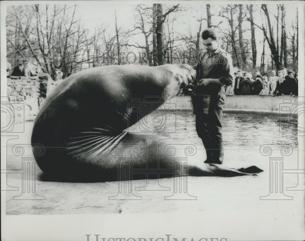 1964 Press Photo Roland the sea elephant being fed at the Berlin Zoo - Historic Images