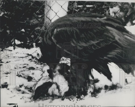1965 Press Photo Goldie Golden Eagle Eats Duck Regents Park Zoo - Historic Images