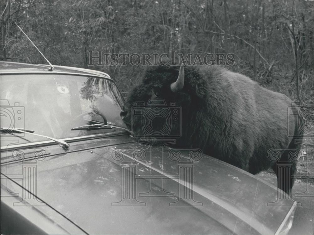 1974 Press Photo Bison Looks In Windshield Car - Historic Images