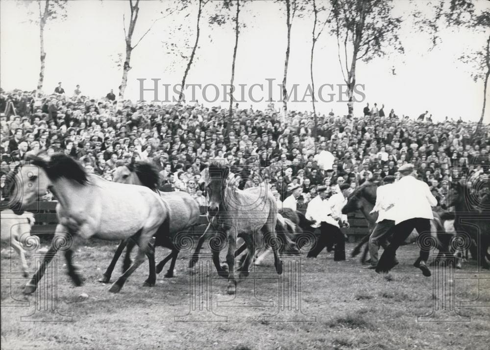 First Rodeo Images 1964 Press Photo Wild Horse Rodeo - Historic Images