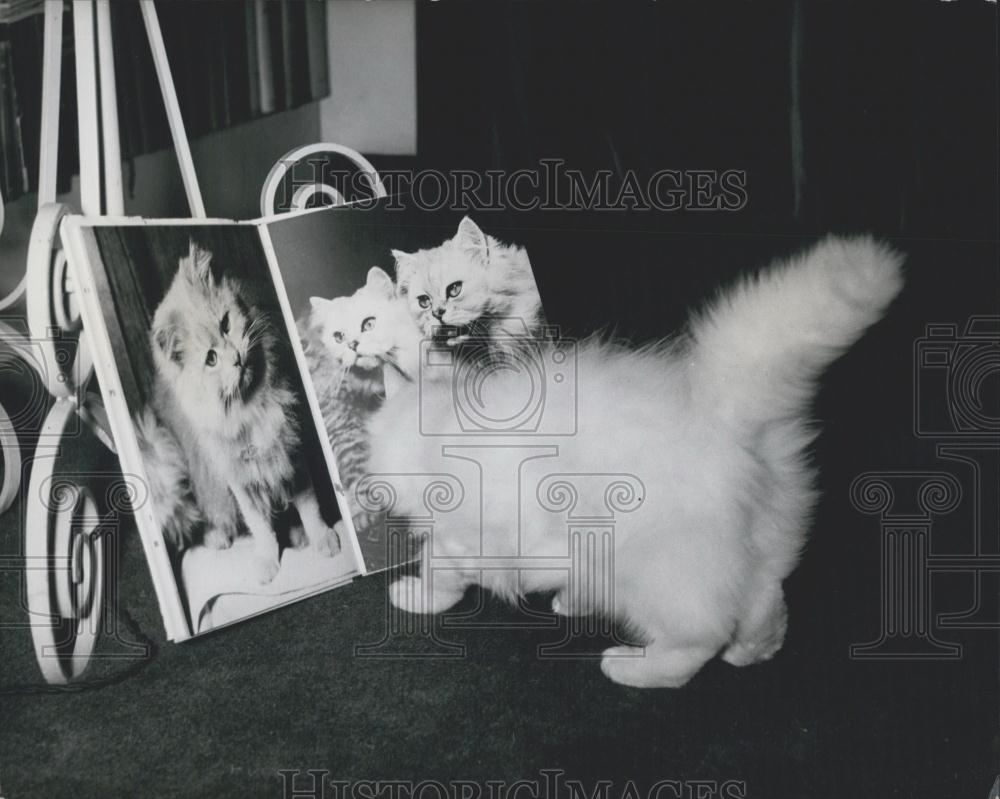 Press Photo Bonavia Flora 1 of 12 Purebred Chinchilla Cats In the Country - Historic Images