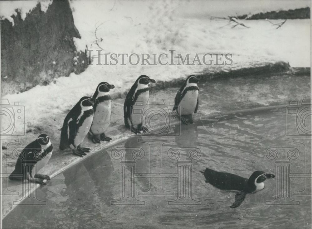 Press Photo Penguins, Budapest Zoo, Hungary - Historic Images