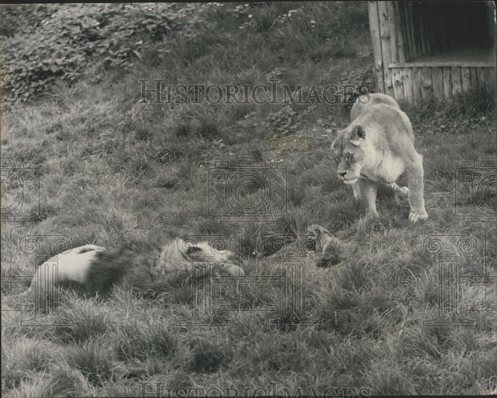 1962 Press Photo Whipsnade zoo,Mama lion and cub face off male lion - Historic Images