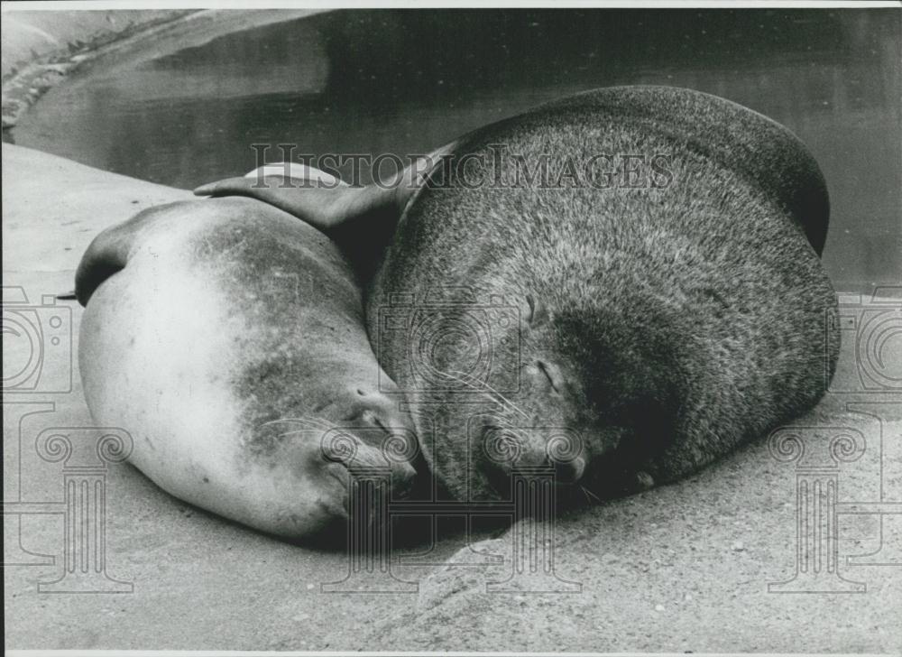 Press Photo Seals in zoo in Hagenbaecks Tierpark in Hamburg/West Germany - Historic Images