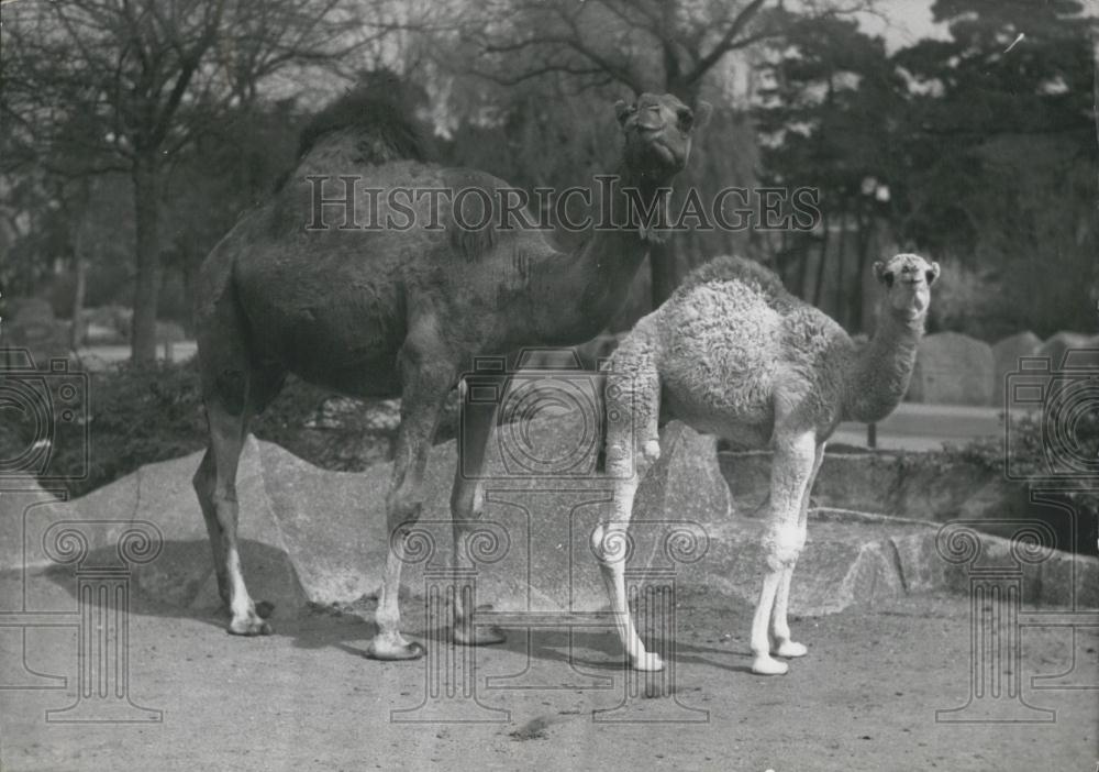 1954 Press Photo Camel Baby With Mother Paris Zoo - Historic Images