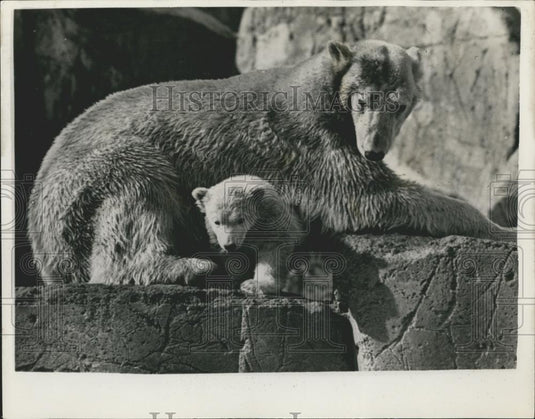 Press Photo Baby Polar Bear Brumas" At Stockholm Zoo" - Historic Images