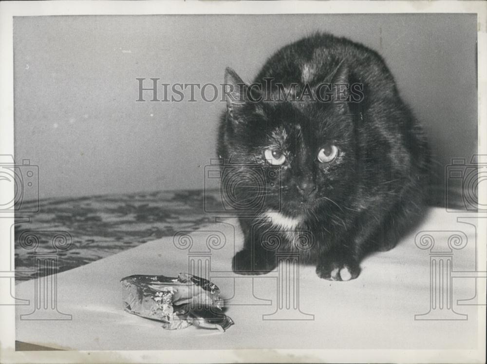 Press Photo Little Morr Tomcat that Lives in Hammelsgasse Prison in Frankfurt - Historic Images