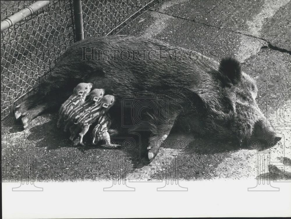 Press Photo Wild Boar Suckles Young London Zoo - Historic Images