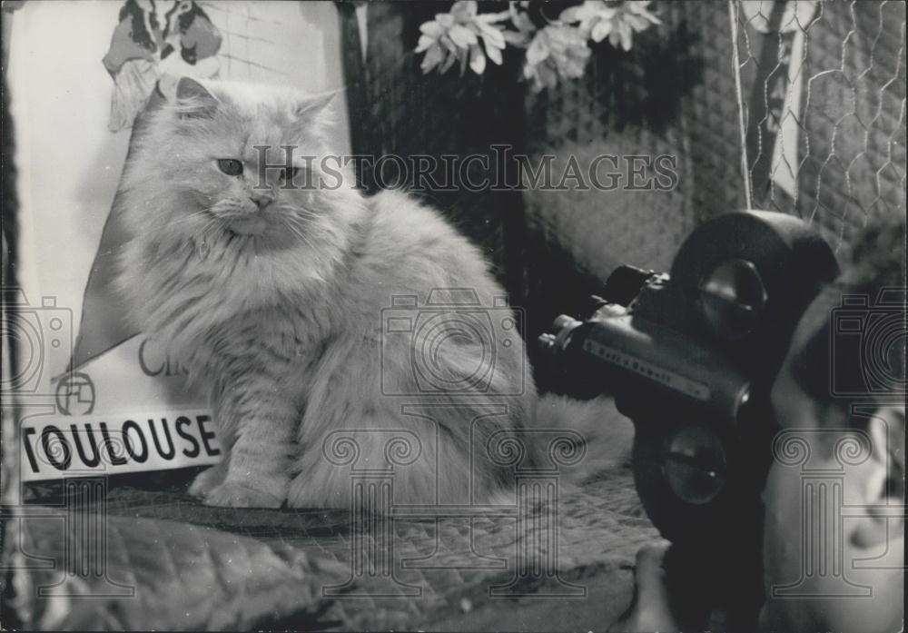 1959 Press Photo Blue Persian Poses For T.V - Historic Images