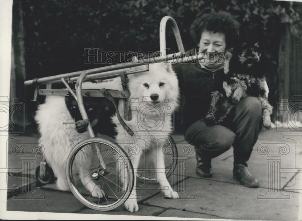 Press Photo Vera Appleton Crippled Dog Susie - Historic Images
