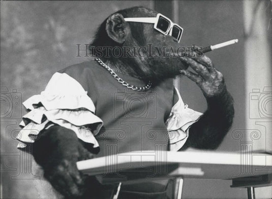 Press Photo Chimpanzee Smokes Cigarette Hansa-Theater Hamburg West Germany - Historic Images