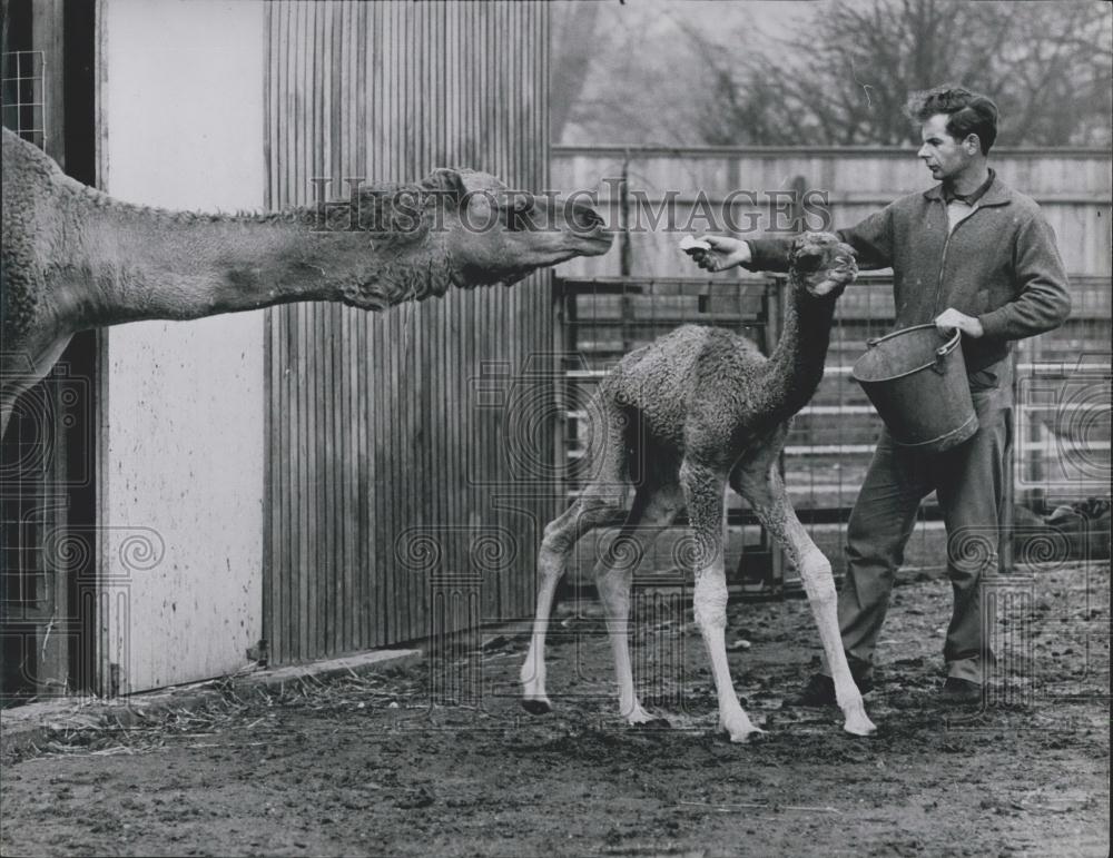 1966 Press Photo Birmingham Zoo,Mother with her new baby camel - Historic Images