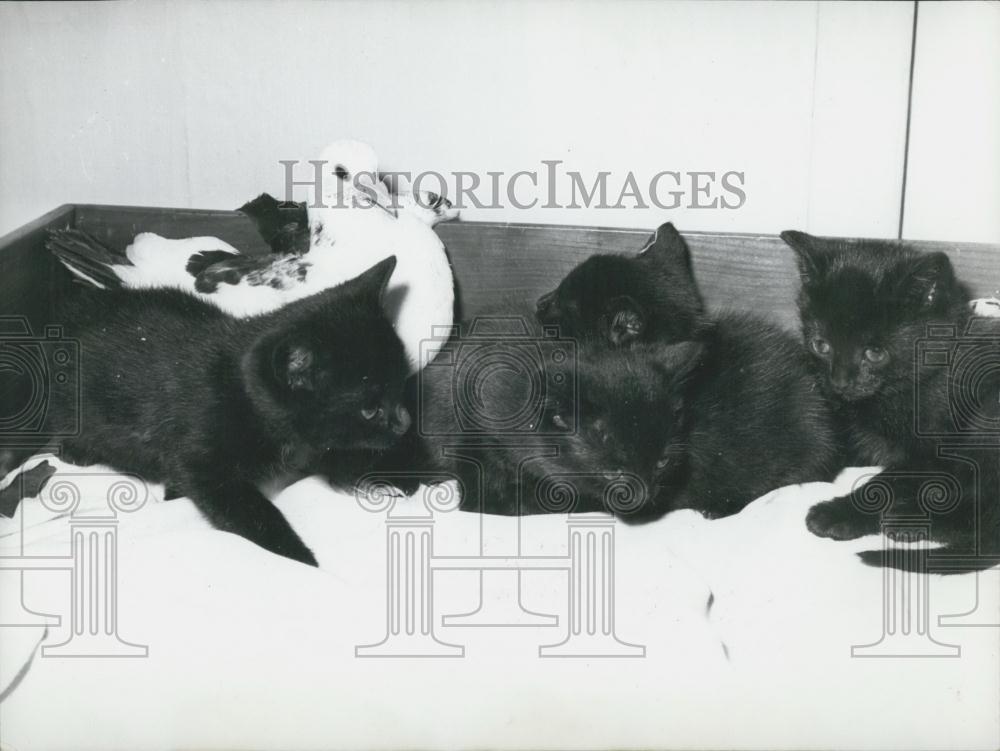 1956 Press Photo Pigeon Befriends Kittens - Historic Images