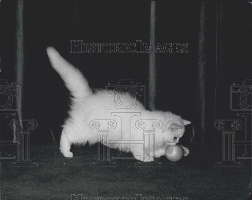 Press Photo Bonavia Flora 1 of 12 Purebred Chinchilla Cats Plays With Ball - Historic Images