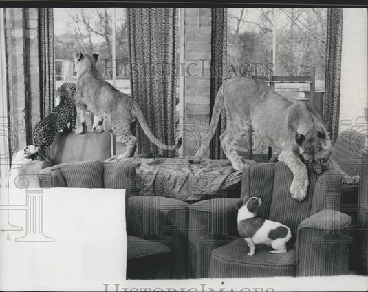 Press Photo Jack Russell terrier has taken Sheba's favourite chair - Historic Images