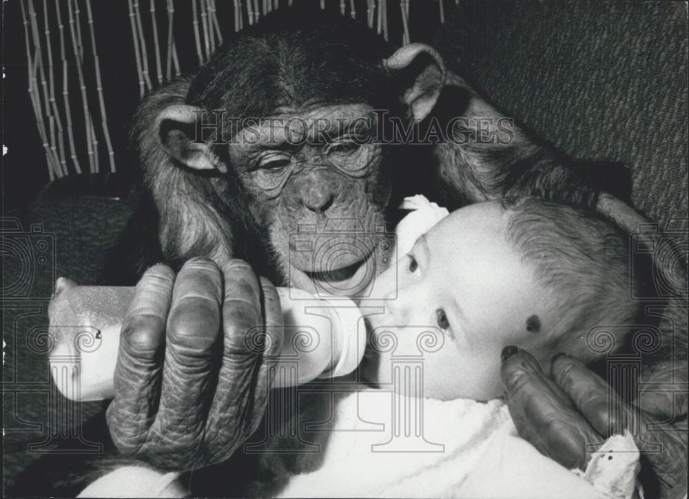 Press Photo Chimpanzee Feeds Infant - Historic Images