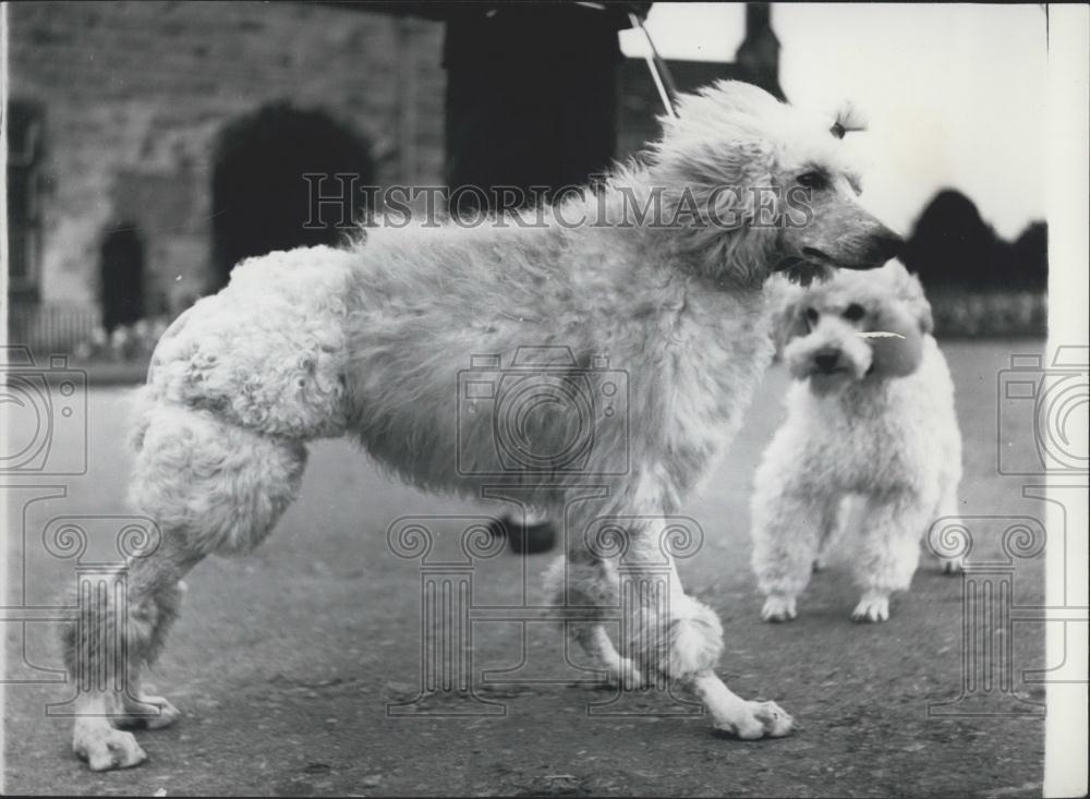 Press Photo Poodle Dyed Pink - Historic Images