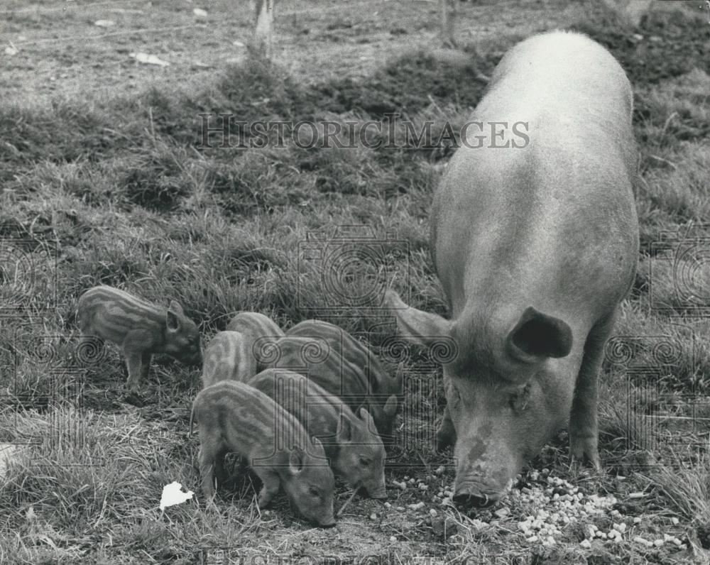 Press Photo Black Ginger Piglets Iron Age Farm Reconstruction Hampshire - Historic Images