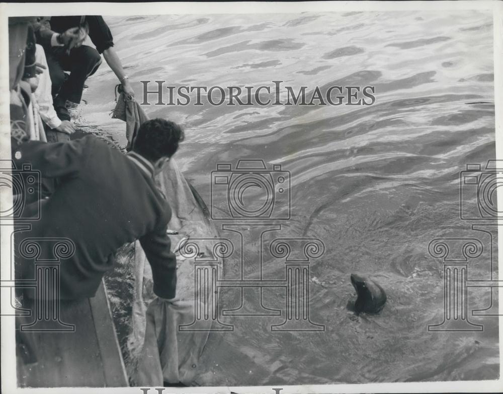 1960 Press Photo Sealion Aside Modern Noah&#39;s Ark Billy Smart Circus Blackheath - Historic Images