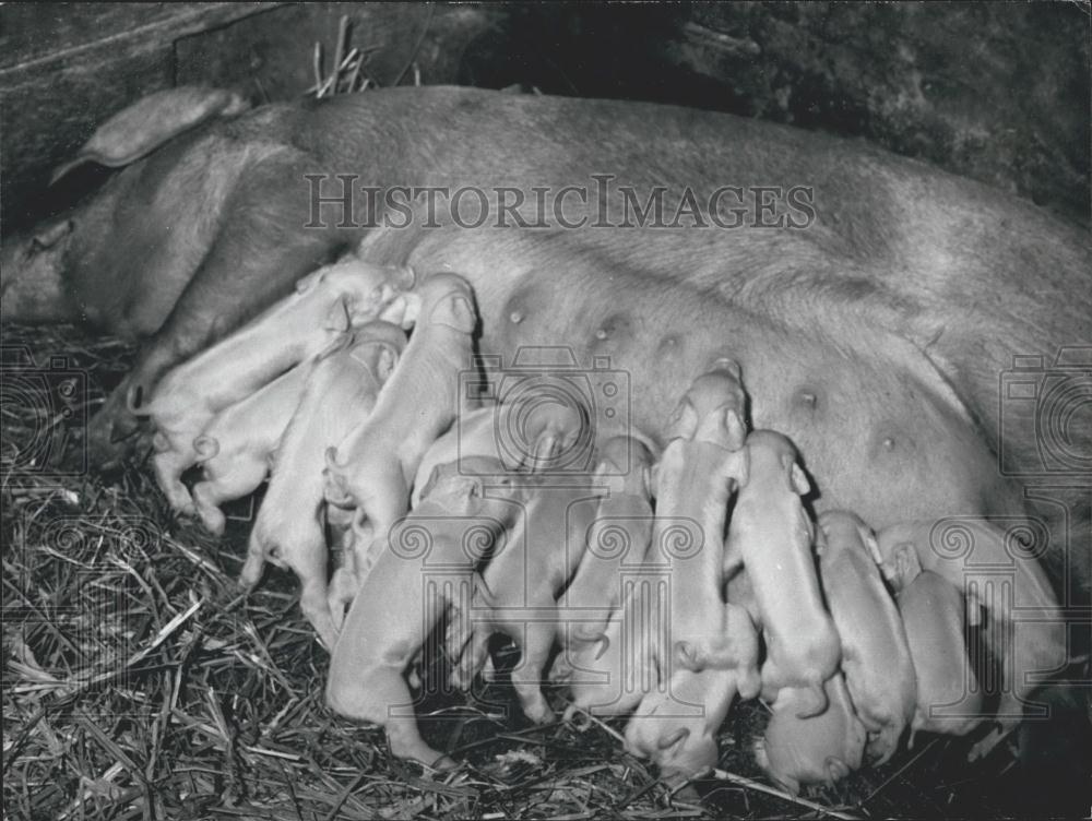 Press Photo Sow Feeds 20 Piglets Lucerne Entlebuch Valley Switzerland - Historic Images