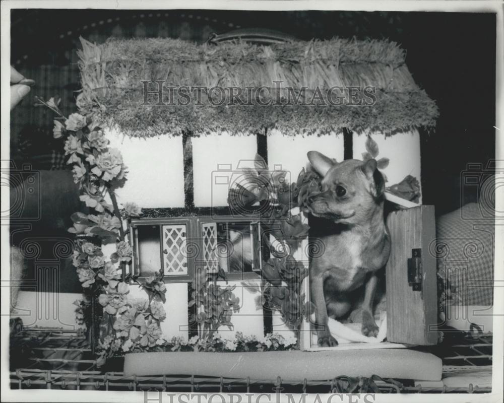 1961 Press Photo Opening of Cruft's Dog Show at Olympia - Historic Images