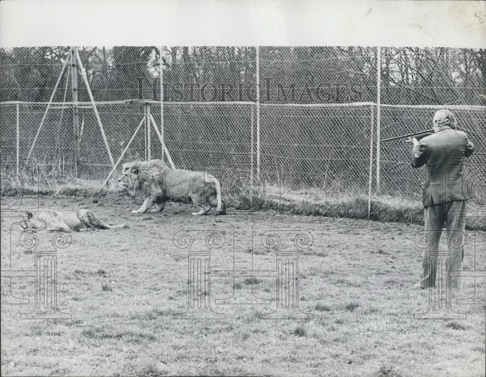 1973 Press Photo David Taylor Tranquilizes Lion For Transport To Africa Windsor - Historic Images