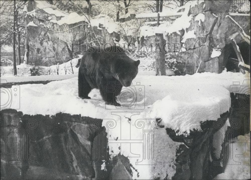 1965 Press Photo Berlin Zoo,a black bear in the snow - Historic Images