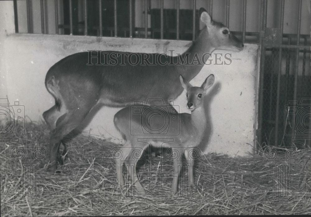 Press Photo Non-English Content - Historic Images