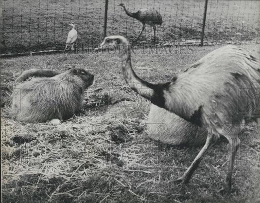 1965 Press Photo Capibara Sits On Ostrich Eggs Amsterdam Zoo - Historic Images
