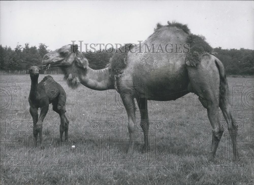 1965 Press Photo Whipsnade Zoo,Mother camel and her baby - Historic Images