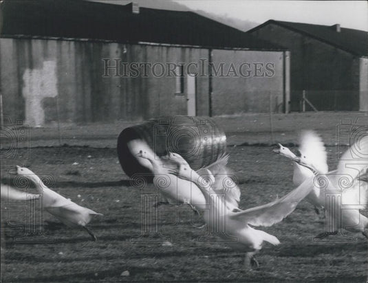 Press Photo Geese Running - Historic Images