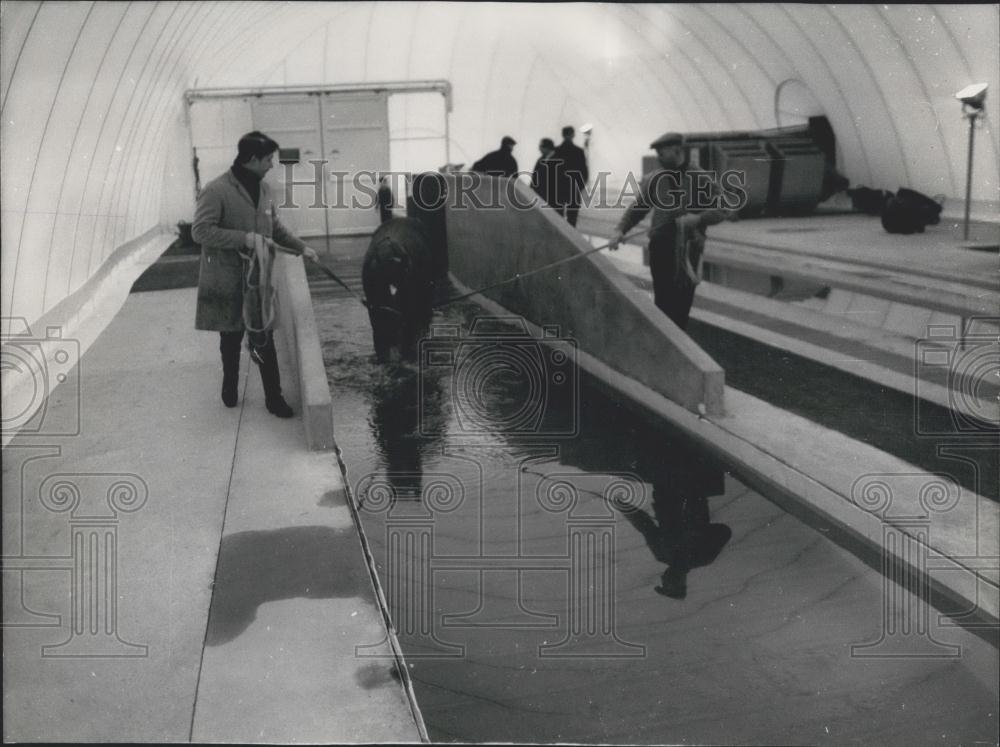 1970 Press Photo Unique Swimming Pool For French Horses In Europe - Historic Images