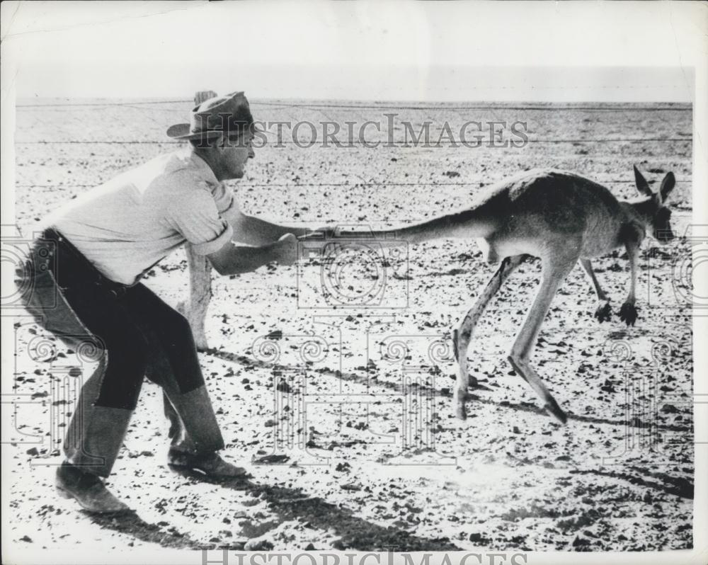 1983 Press Photo Tom Churches, Kangaroo, Muloorina Station - Historic Images