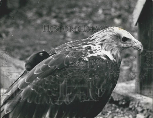 Press Photo Mouse, Fish Eagle, Earl of Bradford, Western Park Estate - Historic Images