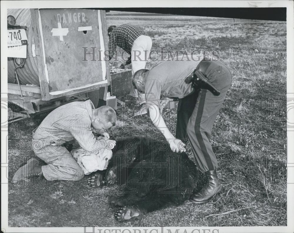 Press Photo 2 Men Put Black Bear to Sleep - Historic Images