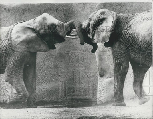 Press Photo Elephants, San Diego Zoo, California - Historic Images