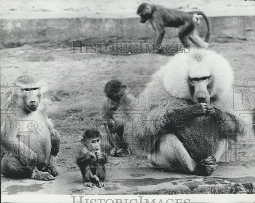 Press Photo Family Mandrills Warsaw Poland Zoo - Historic Images